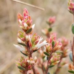 Brachyloma daphnoides (Daphne Heath) at Isaacs Ridge and Nearby - 22 Aug 2022 by Mike