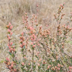 Brachyloma daphnoides at Jerrabomberra, ACT - 22 Aug 2022 03:21 PM