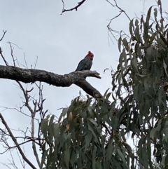 Callocephalon fimbriatum (Gang-gang Cockatoo) at Watson, ACT - 22 Aug 2022 by SteveBorkowskis