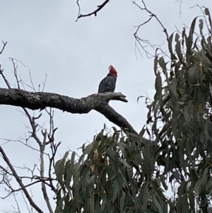 Callocephalon fimbriatum at Watson, ACT - 22 Aug 2022