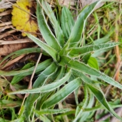 Luzula (genus) (Woodrush) at Jerrabomberra, ACT - 22 Aug 2022 by Mike