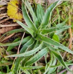 Luzula sp. (Woodrush) at Isaacs Ridge and Nearby - 22 Aug 2022 by Mike