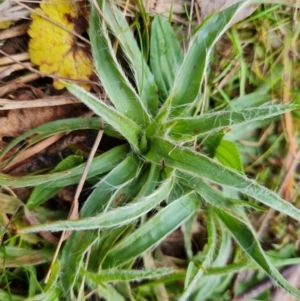 Luzula sp. at Jerrabomberra, ACT - 22 Aug 2022