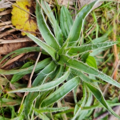 Luzula sp. (Woodrush) at Jerrabomberra, ACT - 22 Aug 2022 by Mike