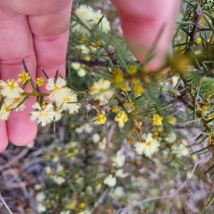 Acacia genistifolia at Bungendore, NSW - 22 Aug 2022