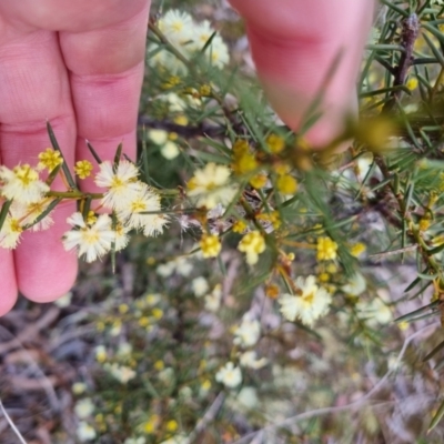 Acacia genistifolia (Early Wattle) at Bungendore, NSW - 22 Aug 2022 by clarehoneydove