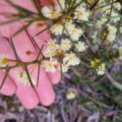 Acacia genistifolia at Bungendore, NSW - 22 Aug 2022