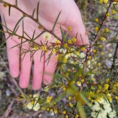 Acacia genistifolia at Bungendore, NSW - 22 Aug 2022