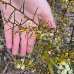 Acacia genistifolia at Bungendore, NSW - 22 Aug 2022 03:30 PM