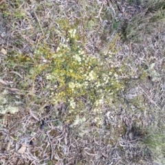 Acacia genistifolia at Bungendore, NSW - 22 Aug 2022 03:30 PM