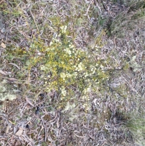 Acacia genistifolia at Bungendore, NSW - 22 Aug 2022