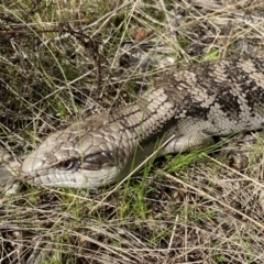 Tiliqua scincoides scincoides (Eastern Blue-tongue) at Watson, ACT - 22 Aug 2022 by SteveBorkowskis