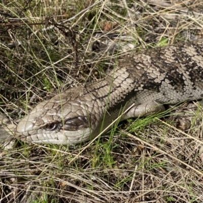 Tiliqua scincoides scincoides (Eastern Blue-tongue) at Mount Majura - 22 Aug 2022 by SteveBorkowskis