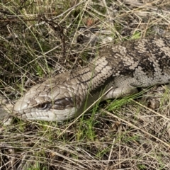 Tiliqua scincoides scincoides (Eastern Blue-tongue) at Watson, ACT - 22 Aug 2022 by Steve_Bok