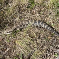 Tiliqua scincoides scincoides at Watson, ACT - 22 Aug 2022 01:23 PM