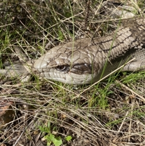 Tiliqua scincoides scincoides at Watson, ACT - 22 Aug 2022 01:23 PM