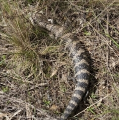 Tiliqua scincoides scincoides at Watson, ACT - 22 Aug 2022 01:23 PM