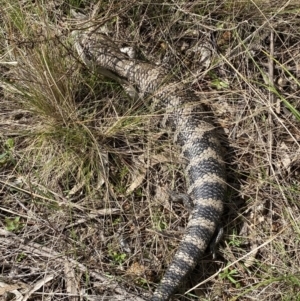 Tiliqua scincoides scincoides at Watson, ACT - 22 Aug 2022 01:23 PM