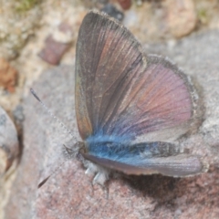Erina acasta (Blotched Dusky-blue) at Black Mountain - 22 Aug 2022 by Harrisi