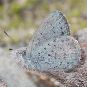 Erina acasta at Molonglo Valley, ACT - 22 Aug 2022