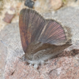 Erina acasta at Molonglo Valley, ACT - 22 Aug 2022