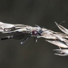 Pseudofoenus sp. (genus) (Unidentified bee-parasite wasp, burrowing bee parasite wasp) at Block 402 - 22 Aug 2022 by Harrisi