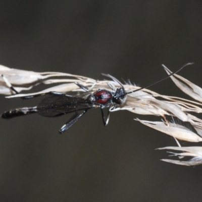 Pseudofoenus sp. (genus) (Unidentified bee-parasite wasp, burrowing bee parasite wasp) at Block 402 - 22 Aug 2022 by Harrisi