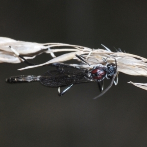 Pseudofoenus sp. (genus) at Stromlo, ACT - 22 Aug 2022