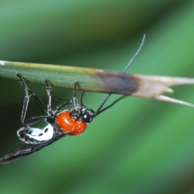 Pycnobraconoides sp. (genus) (A Braconid wasp) at Stromlo, ACT - 22 Aug 2022 by Harrisi