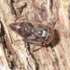 Eurypella tasmaniensis (Eurypella tasmaniensis) at Stromlo, ACT - 22 Aug 2022 by Harrisi