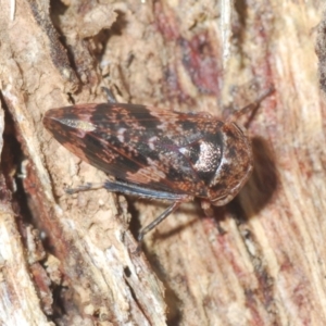 Eurypella tasmaniensis at Stromlo, ACT - 22 Aug 2022