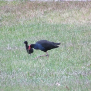 Porphyrio melanotus at Mogo, NSW - 19 Dec 2021