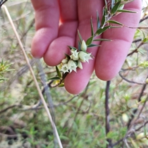 Melichrus urceolatus at Bungendore, NSW - 22 Aug 2022