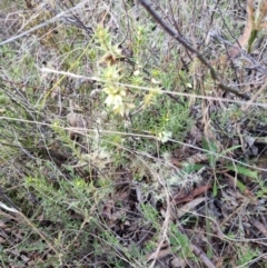 Melichrus urceolatus at Bungendore, NSW - 22 Aug 2022