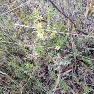 Melichrus urceolatus at Bungendore, NSW - 22 Aug 2022