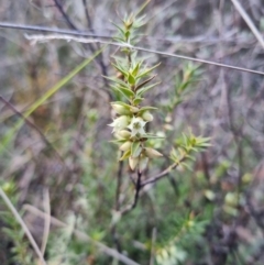 Melichrus urceolatus at Bungendore, NSW - 22 Aug 2022 03:31 PM