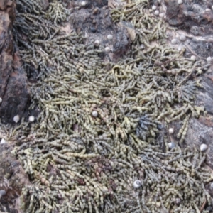 Hormosira banksii at Lilli Pilli, NSW - 19 Dec 2021