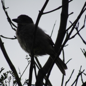 Cracticus torquatus at Lilli Pilli, NSW - 20 Dec 2021