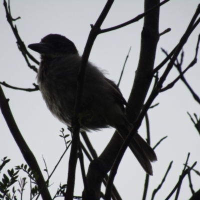 Cracticus torquatus (Grey Butcherbird) at Lilli Pilli, NSW - 20 Dec 2021 by Amata