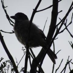 Cracticus torquatus (Grey Butcherbird) at Lilli Pilli, NSW - 19 Dec 2021 by Birdy