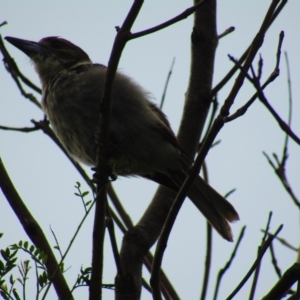 Cracticus torquatus at Lilli Pilli, NSW - 20 Dec 2021