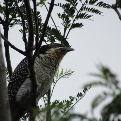 Eudynamys orientalis (Pacific Koel) at Lilli Pilli, NSW - 20 Dec 2021 by Amata