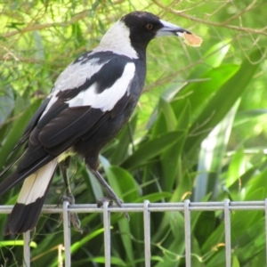 Gymnorhina tibicen at Lilli Pilli, NSW - suppressed