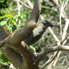 Ptilonorhynchus violaceus (Satin Bowerbird) at Lilli Pilli, NSW - 21 Dec 2021 by Birdy