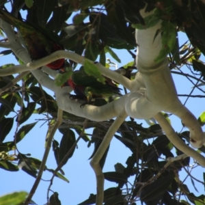 Trichoglossus moluccanus at Lilli Pilli, NSW - suppressed