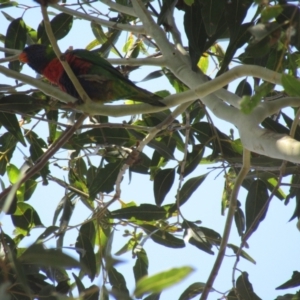 Trichoglossus moluccanus at Lilli Pilli, NSW - suppressed