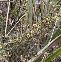 Daviesia genistifolia at Watson, ACT - 22 Aug 2022