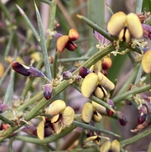 Daviesia genistifolia at Watson, ACT - 22 Aug 2022 02:14 PM