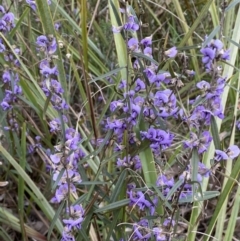 Hovea heterophylla (Common Hovea) at Watson, ACT - 22 Aug 2022 by Steve_Bok