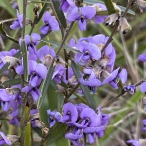 Hovea heterophylla at Watson, ACT - 22 Aug 2022 02:13 PM